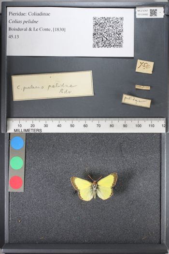 Media type: image;   Entomology 124482